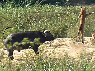 Giải cứu kỳ đà, "siêu anh hùng" trâu rừng không màng nguy hiểm húc sư tử bay lộn nhào trên không