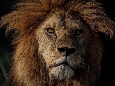 Vinh quang một đời, "Vua" sư tử vùng Serengeti bất ngờ bị hạ sát trong cuộc chiến tranh giành quyền lực