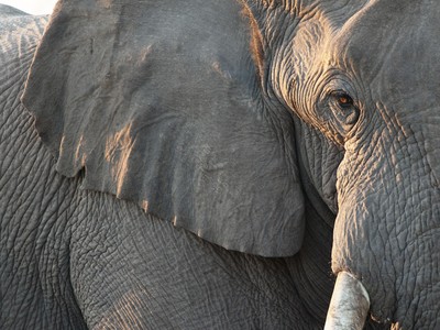 Quá đau lòng trước sự ra đi của đứa con, voi mẹ nhặt từng mảnh gỗ để xếp thành mô hình tưởng nhớ