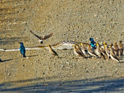 Báo thù cho đồng đội, đàn chim sáo trút hết nỗi căm hờn lên người con trăn khổng lồ