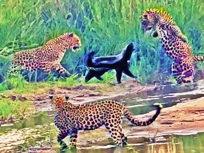 Tổ đội ba chú báo tưởng ngon ăn ai dè gặp phải đối thủ khó ăn không tưởng