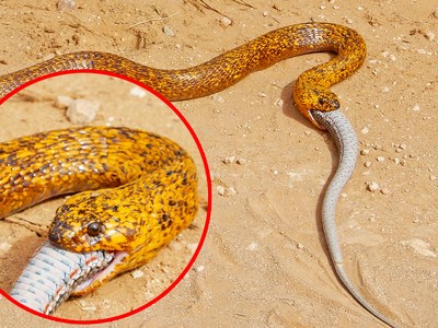 Hổ mang chúa Nam Phi thể hiện vị thế vua của các loài rắn độc