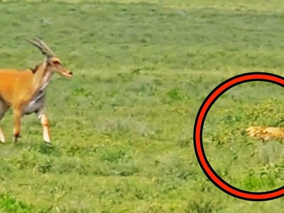 Sự thật "cảm lạnh" khiến con linh dương to lớn nhất châu Phi tự động dâng hiến cho đàn sư tử
