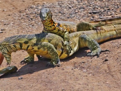 Huynh đệ động vật máu lạnh "tương tàn" vì miếng cá