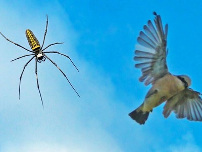 Vén màn bí ẩn tuyệt chiêu giăng "thiên la địa võng" săn đủ loài động vật của loài nhện khổng lồ Nephila 