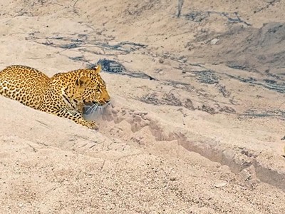 Quá cao tay, chú chim nhỏ 2 lần sử dụng chiến thuật giả chết để đánh lừa báo hoa mai