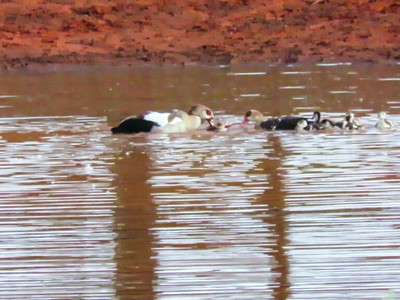 Bị phục kích bất ngờ, ngỗng Ai Cập hóa thân thành chiến binh dìm chết đối thủ