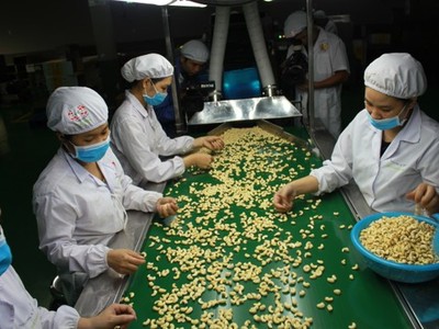 Một doanh nghiệp điều của Việt Nam có nguy cơ bị lừa đảo khi xuất khẩu điều nhân sang Dubai.