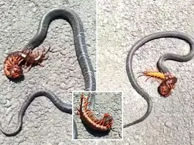 Cuộc chiến của 2 thành viên trong "Ngũ độc": Rết cắn chết rắn khổng lồ