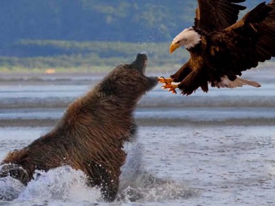 Mải mê săn mồi, gấu xám Bắc Mỹ bất ngờ bị đại bàng đầu trắng phục kích