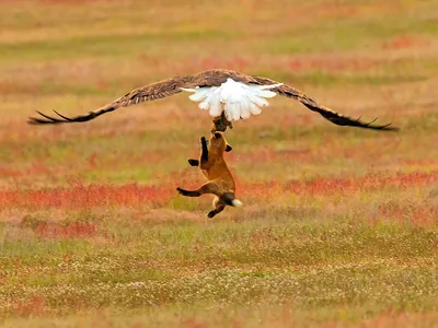 Đang thơ thẩn tha mồi, cáo đỏ bị loài chim "chúa tể bầu trời" bế thẳng lên không trung