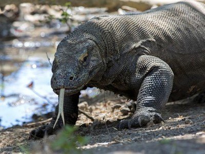 Tốc độ "khủng khiếp" của rồng Komodo khi truy đuổi con mồi