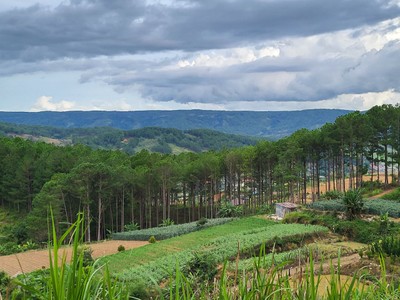 Lâm Đồng: Để mất 1.200 m2 rừng, Công ty Lê Thùy cam kết bồi thường