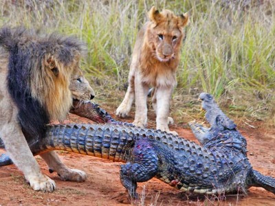 Cá sấu lên bờ, không ngờ "va" phải Vua sư tử
