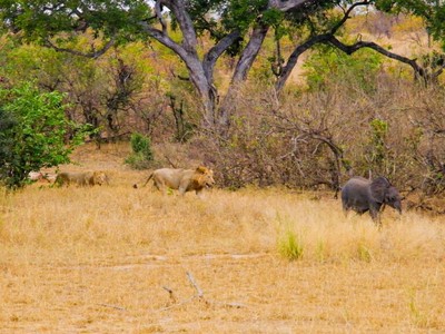 Lơ đễnh để lạc mất con, voi mẹ "hết hồn" sau khi biết những hiểm nguy rình rập