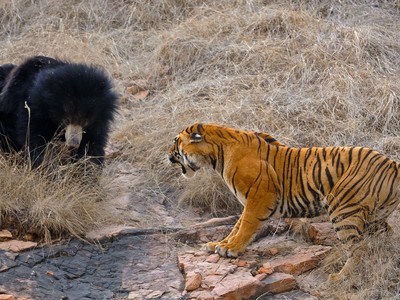 Loài gấu gây ra nhiều vụ tấn công con người nhất thế giới bị đàn hổ "giải quyết" trong chớp mắt