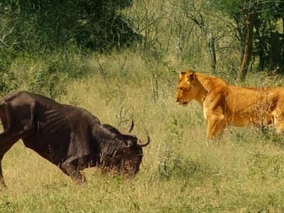 Hành động kỳ cục của linh dương đầu bò khiến sư tử phải "hoài nghi nhân sinh"