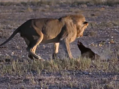 Làm đủ trò, tìm đủ cách, Vua sư tử vẫn đành phải "bó tay" trước loài động vật lì lợm nhất thế giới động vật