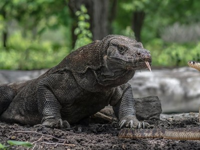 Cuộc chiến của hai loài bò sát nguy hiểm nhất thế giới: Rồng Komodo và rắn hổ mang