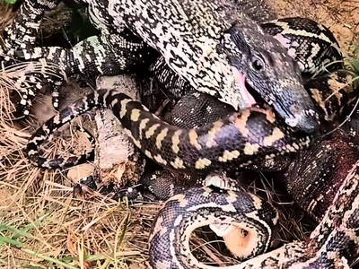 Trăn gấm lao vào cuộc chiến sinh tử với kỳ đà hoa và cái kết khiến ai cũng phải cảm thấy khó hiểu