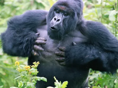 Tại sao chúng ta không bao giờ nên tự vỗ ngực trước mặt một con Gorilla
