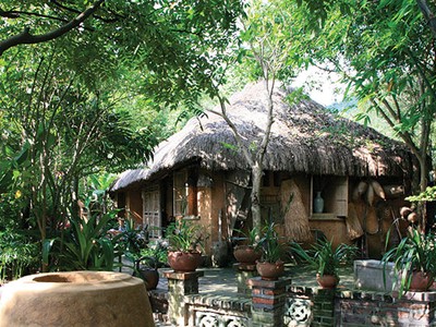 Cây Mộc hương góc đền