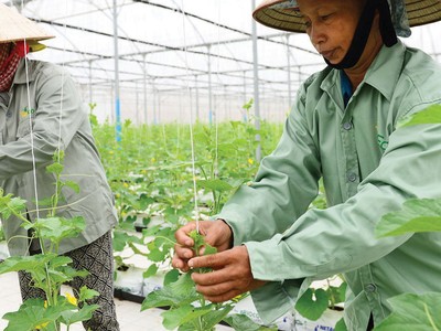 Đồng vốn LienVietPostBank góp phần thay đổi ngành nông nghiệp Việt Nam từ sản xuất truyền thống sang nông nghiệp công nghệ cao