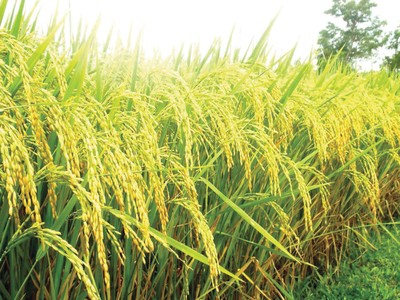 Doanh nghiệp niêm yết sẵn sàng đón “mùa vàng” năm mới