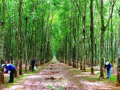 Cao su Tân Biên (RTB) đặt mục tiêu lãi 126,5 tỷ đồng, trả cổ tức 6% trong năm 2017