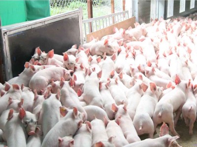 Hoà Phát nhập gần 500 con lợn khởi động dự án chăn nuôi