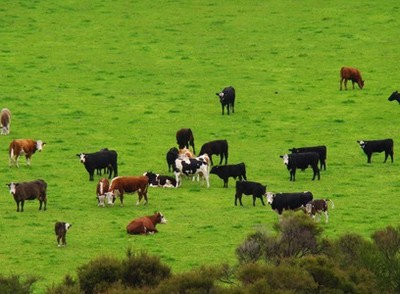 Australia dùng robot chăn bò