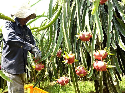 Nông dân đang chăm sóc một vườn thanh long chuẩn bị đến mùa thu hoạch.
