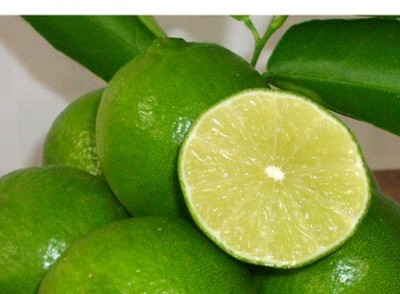 'Nữ hoàng' chanh không hạt miền Tây