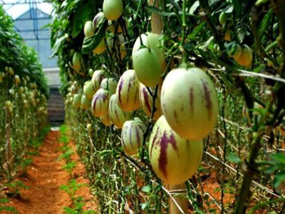 Loại dưa này đang được nhiều khách ưa chuộng và thích thú vì hình dạng khá lạ.
Chủ cửa hàng ở quận Tân Phú cho biết, ngay lúc đầu khi nhập loại này về đã không đủ để bán. Tới nay, nếu khách mua vài kg thì có ngay, nhưng mua với số lượng lớn thì phải đặt mới có. Giá cả tùy từng thời điểm, dao động từ 120.000 đến 200.000 đồng một kg.