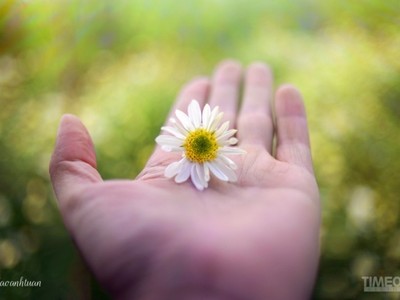 Cúc họa mi 'đón' mùa tinh khôi