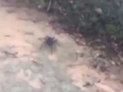 Nhện khổng lồ khiến du khách hoảng sợ