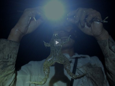 Thăm câu ếch lúc 2h sáng ở Đồng Tháp Mười