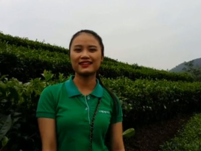 Đảo chè 80 ha xanh mướt xứ Nghệ