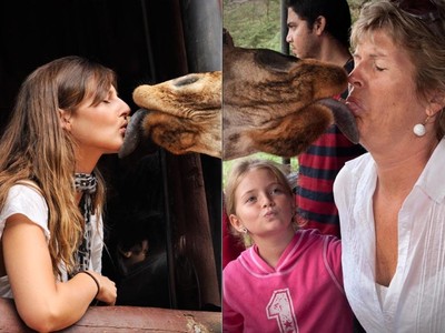  Du khách 'ngã ngửa' vì hươu cao cổ dùng lưỡi khi hôn