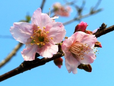 Sau một năm trồng tại thành phố Cảng, những cây hoa anh đào được đưa từ Nhật Bản về đang ra hoa. Ảnh:Giang Chinh