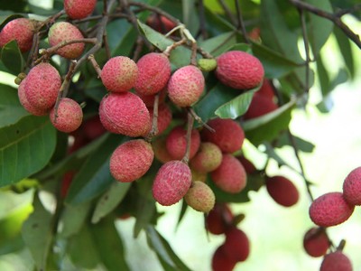 Chôm chôm, vải rừng hút khách mùa nóng