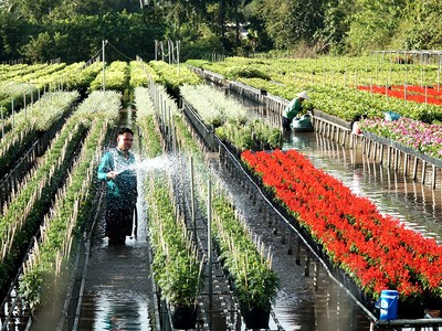 Làng hoa trăm năm ở Đồng Tháp khoe sắc đón khách dịp Tết
