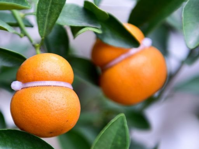 Những chậu rau quả 'độc lạ' đắt khách cho Tết