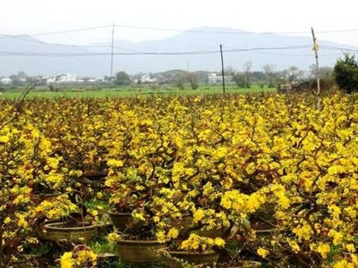 Nhiều nông dân nghèo trồng mai ở thị xã An Nhơn (Bình Định) mất tết vì mai nở rộ trước Tết.