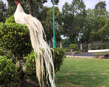 Hơn trăm triệu đồng một con gà đuôi dài 2,5 m