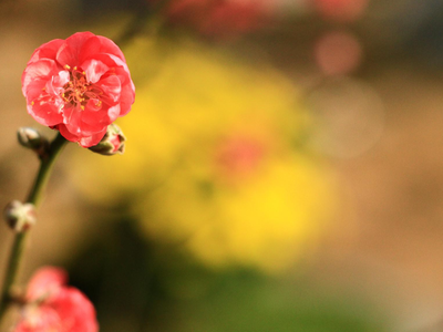 Tết đang đến thật gần. Ảnh: Thành Nguyễn.