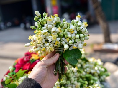 Hoa bưởi hương thầm 