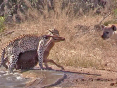 Linh cẩu tham lam tấn công báo hoa mai để cướp con mồi, cuối cùng nhận cái kết "mất cả chì lẫn chài"
