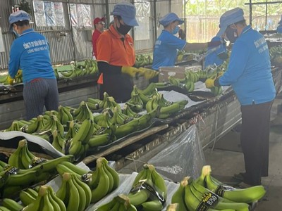 Chủ tịch HAGL (HAG): giá chuối tăng cao và hoàn nhập dự phòng giúp lợi nhuận cả năm có thể đạt 2.500 tỷ đồng