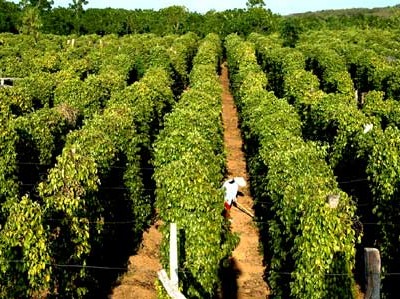 PIT bị truy thu và phạt thuế hơn 2 tỷ đồng